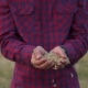 Male Cupped Hands Pouring Whole Wheat Grain Kernels - VideoHive Item for Sale