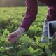 Young Farmer Checks For The Harvest On The Field With The Tablet. - VideoHive Item for Sale