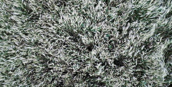 Aerial Footage Of Wheatfield 9 alt