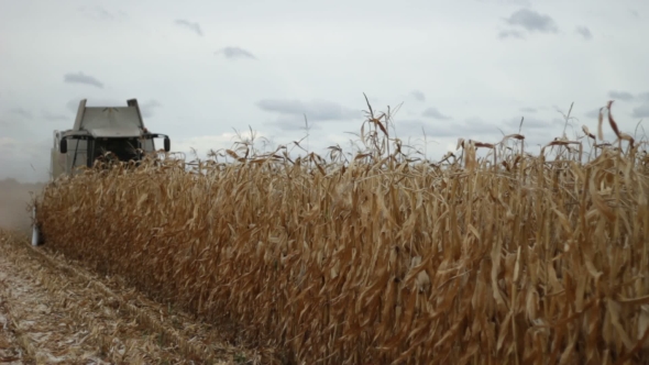 Combine Harvester Gathering Maize Corn, Stock Footage | VideoHive