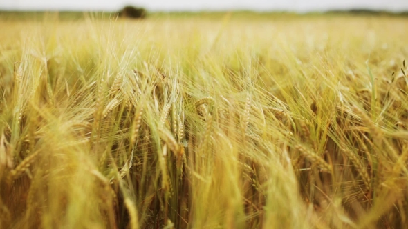 Cereal Field With Spikelets Of Ripe Rye Or Wheat alt