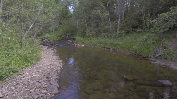 River In The Forest
