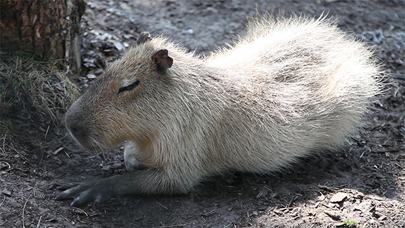 The Capybara (Hydrochoerus Hhydrochaeris)