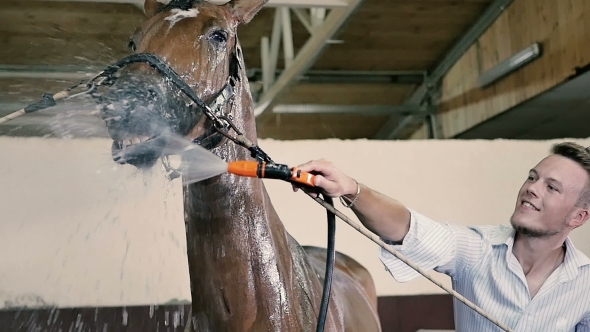 The Man Is Cleaning a Horse alt
