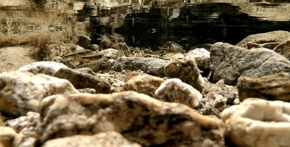 Small Fishes in a River Pool 1 alt