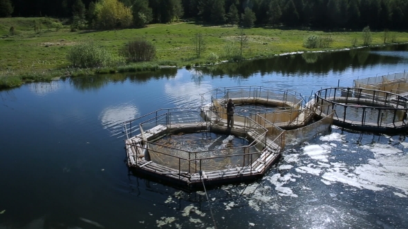 Farmer Feeds The Fish At The Fish Farm alt