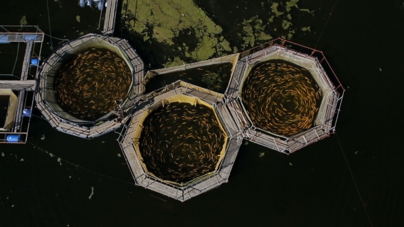 Pools For Trout On The Fish Farm alt