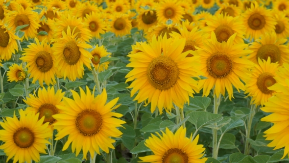 Sunflowers Swaying In The Light Breeze On a Sunny Day. alt