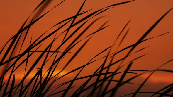 The Reeds On Sunset Background