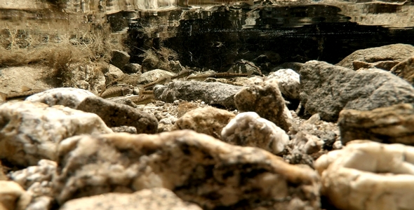 Small Fishes in a River Pool 2 alt