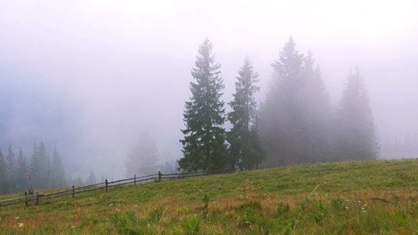 Mountain Forest Fog alt