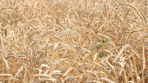 Field Of Wheat