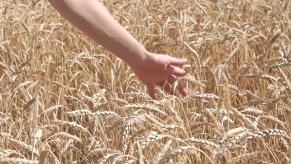 Woman Hand Touching Wheat Ears