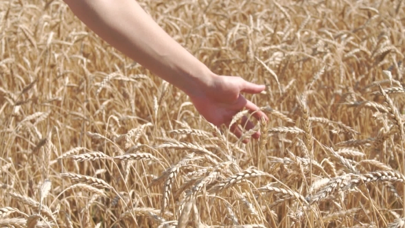 Woman Hand Touching Wheat Ears