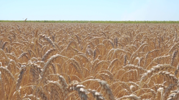 a Field Of Wheat