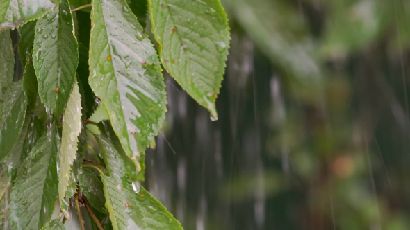 Rain Drops Falling On Leaves