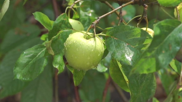 Apples On Branches Of An Apple Tree In Rain