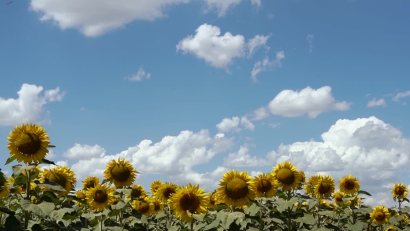 Field Of Yellow Sunflowers