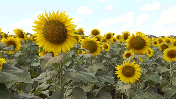 Field Of Yellow Sunflowers