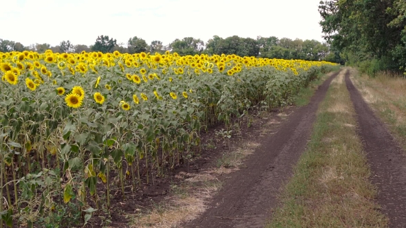 Woman Runs Across The Road Near a Field Of Sunflowers