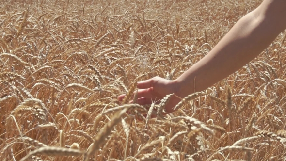 Woman Hand Touching Wheat Ears