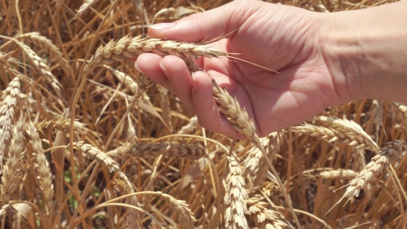 Woman Hand Touching Wheat Ears