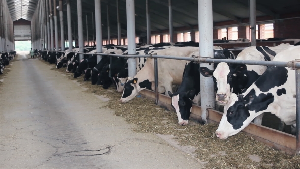 Cows Eat Sillage On Farm