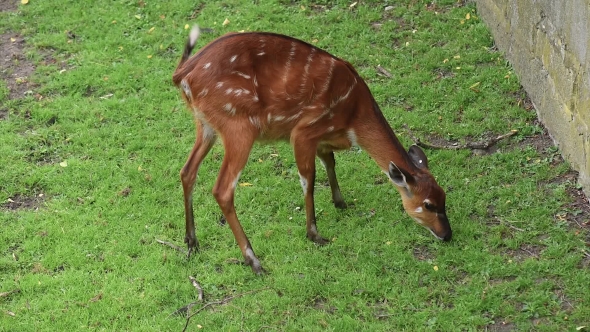 Western Sitatunga Eating Grass alt