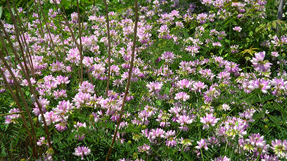 Glade With Flowers Clover