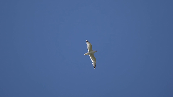 Seagull Flying in the Sky Against a Background of Blue Sky