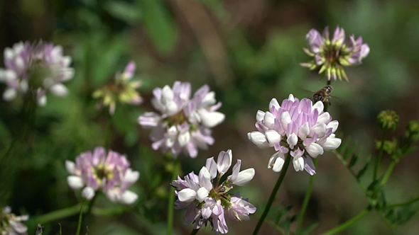Bee Flying Over the Flower and Collects Nectar alt