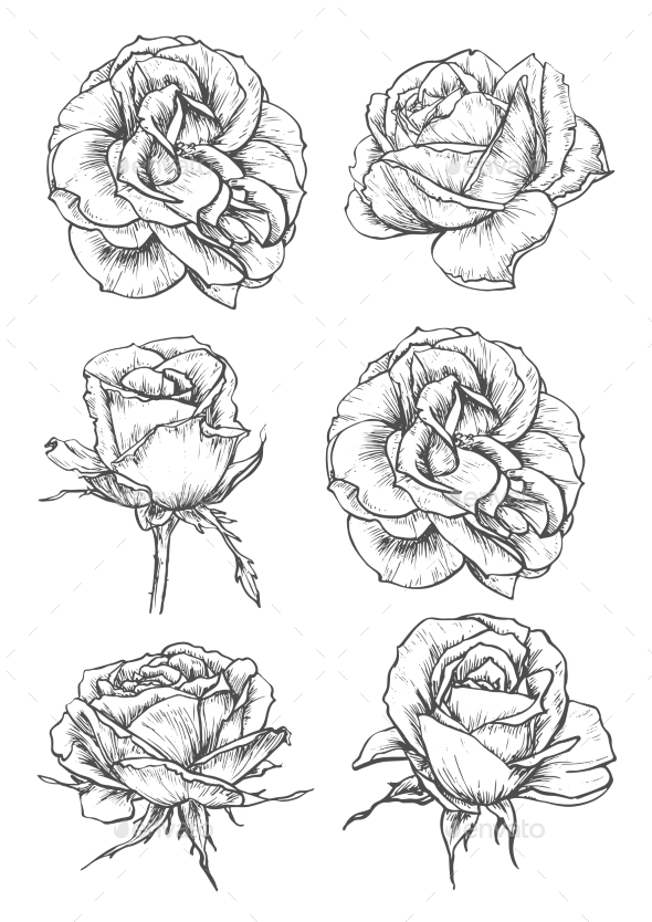 Blooming Rose Flowers And Buds Sketches by VectorTradition GraphicRiver