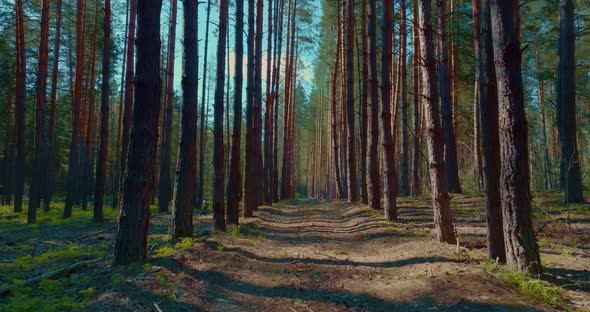 Morning Walk in Beautiful Pine Forest in Summer Strolling Over Path Between Trees  Prores