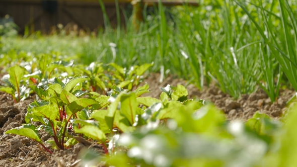 Young Beetroots Growing In Ecologic Garden.