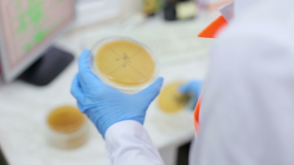 Microbiology Laboratory Work, Petri Dish alt