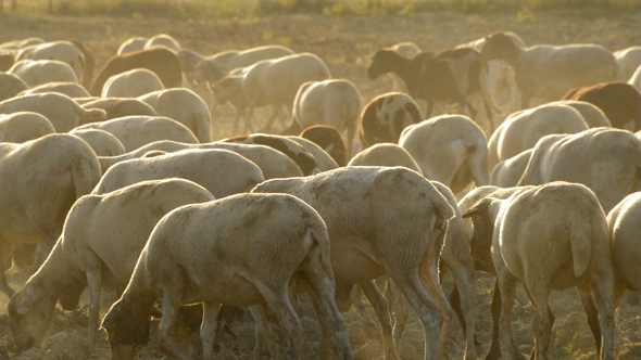 Flock of Sheep Grazing at Sunset alt