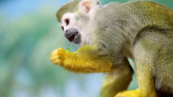 Saimiri sciureus eats while holding food in hand. Squirrel saimiri in slow motion.