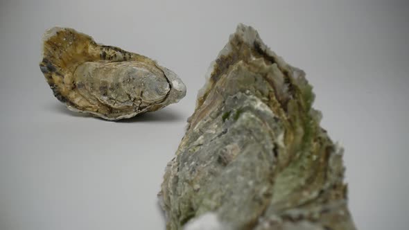 Oysters 22 alt