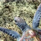 Close up of green sea turtle swimming within arm's distance - VideoHive Item for Sale