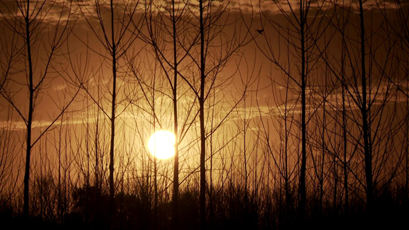 Sunset Sunlight Filtering Through the Silhouette of Bare Trees alt