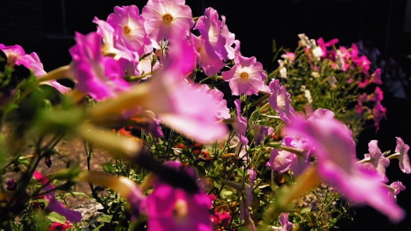 Beautiful Flowers In The Flowerbed.