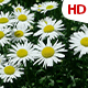 Flower In Nature 0483 - VideoHive Item for Sale