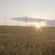 Sunset over a wheat field. - VideoHive Item for Sale