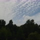 Clouds Trees Timelapse - VideoHive Item for Sale