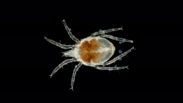 Acari(mite) living in water under a microscope, the superfamily Halacaroidea alt