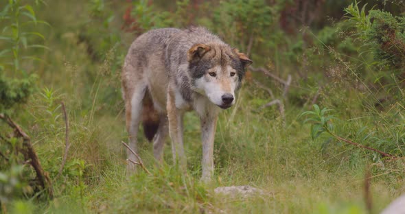 Elder Grey Wolf Standing Still in the Grass at the Forest Floor alt