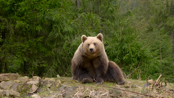 Cute Bear Sits in the Forest alt
