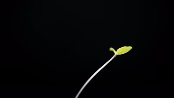 Small Green Plant Growing Time Lapse Germinating Spring Time New Life Isolated on Black Background