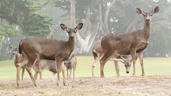 Wild Young Deer Family Group Grazing Herd of Animals