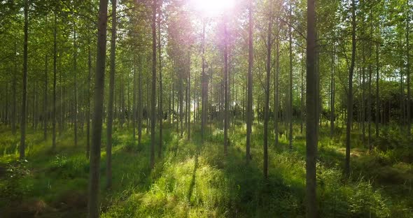 Summer forest at sunrise